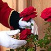Harkness Rose Chelsea Pensioner �