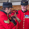 Harkness Rose Chelsea Pensioner �