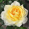 Harkness Roses - Julies Rose Harkness Roses - Julies Rose