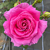 Harkness Rose Fab at 70 �