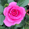 Harkness Roses - Kirstys Rose