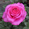 Harkness Roses - Kirstys Rose