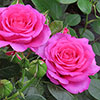 Harkness Roses - Kirstys Rose