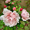 Climbing Rose Albertine Climbing Rose Albertine