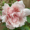 Climbing Rose Albertine Climbing Rose Albertine