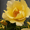 Harkness Rose Gardeners Gold ® Harkness Rose Gardeners Gold ®
