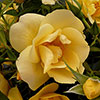 Harkness Rose Gardeners Gold ® Harkness Rose Gardeners Gold ®