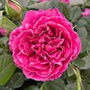 Harkness Rose Highclere Castle �