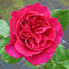 Harkness Rose Highclere Castle �