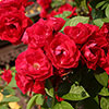 Climbing Rose Pauls Scarlet Climbing Rose Pauls Scarlet