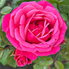 Rose Pink Perpetue
