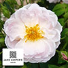Harkness Rose Sense and Sensibility ® Harkness Rose Sense and Sensibility ®