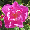 Harkness Rose Simply Sumptuous