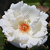 Harkness Rose White Star �