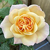 Harkness Rose Susie ® Harkness Rose Susie ®