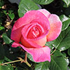 Harkness Rose Sweet Syrie �