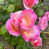 Harkness Rose Sweet Syrie �