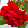 Harkness Rose Blooming Marvellous �