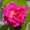 Climbing Rose Zephirine Drouhin