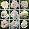Personalise Your Own Cream Rose Personalise Your Own Cream Rose