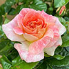 Harkness Rose Love From Lucy