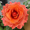 Harkness Rose Happy Birthday Orange �
