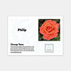 Personalise Your Own Orange Rose