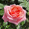 Harkness Rose English Princess