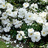 Rose Flower Carpet White