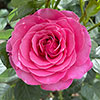 Harkness Rose Mum You are One in a Million �