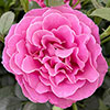 Harkness Gemmas Rose ® Harkness Gemmas Rose ®