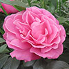 Harkness Gemmas Rose ® Harkness Gemmas Rose ®