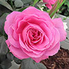 Harkness Gemmas Rose ® Harkness Gemmas Rose ®