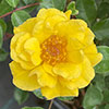 Harkness Rose Golden Patio