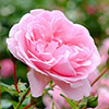 Harkness Roses - Karens Rose