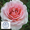 Harkness The Queen Elizabeth II Rose
