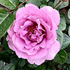 Harkness Rose Peter Ayliffe