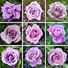 Personalise Your Own Purple Rose Personalise Your Own Purple Rose