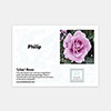 Personalise Your Own Purple Rose Personalise Your Own Purple Rose