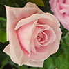 Harkness Rose Happy Wedding Anniversary �