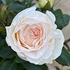 Harkness Rose Lady Carnarvon