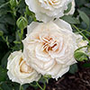 Harkness Rose Lady Carnarvon