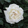 Harkness Rose Lady Carnarvon