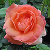 Harkness Rose Lady Marmalade ® Harkness Rose Lady Marmalade ®