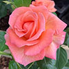 Harkness Rose Lady Marmalade ® Harkness Rose Lady Marmalade ®