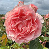 Harkness Rose Ask Maureen Harkness Rose Ask Maureen