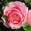 Harkness Rose LAimant Rose ® Harkness Rose LAimant Rose ®
