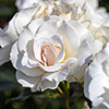 Harkness Rose Margaret Merril ® Harkness Rose Margaret Merril ®