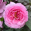 Rose Platinum Jubilee
