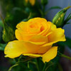 Harkness Rose You Are My Sunshine �